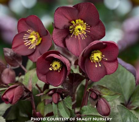 Helleborus ‘HGC Ice n� Roses� Merlot’