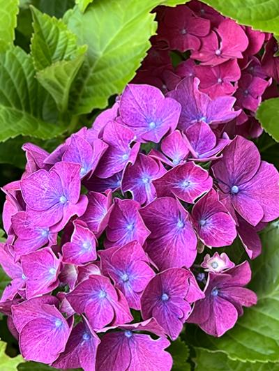 Hydrangea macrophylla &lsquo;Masja&rsquo;