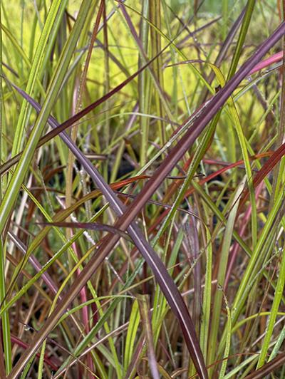 Miscanthus sinensis &lsquo;Rotsilber&rsquo;