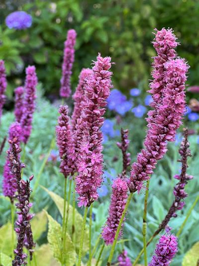 Persicaria amplexicaulis ‘Amethyst Summer�’