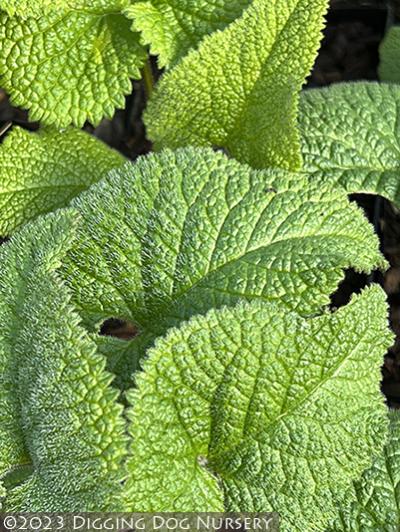 Phlomis tuberosa &lsquo;Amazone&rsquo;