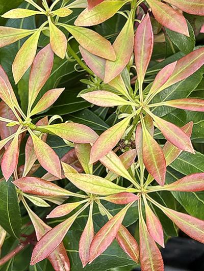 Pieris japonica &lsquo;Valley Rose&rsquo;