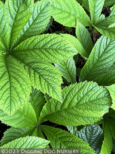 Rodgersia pinnata &lsquo;Elegans&rsquo;