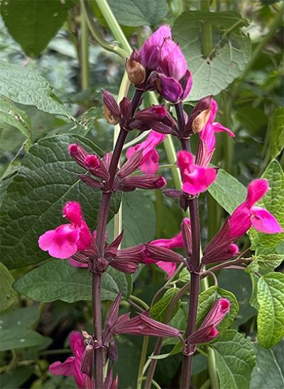 Salvia involucrata ‘Mulberry Jam’