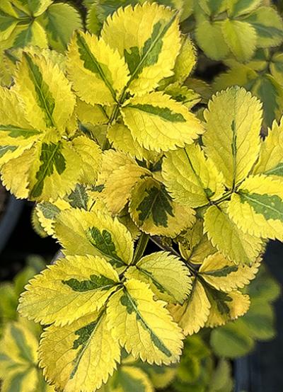 Sambucus nigra &lsquo;Madonna&rsquo;