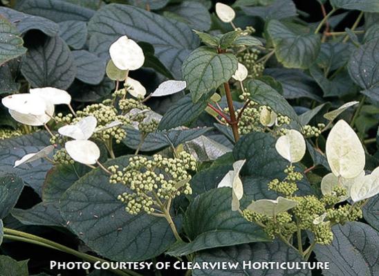 Schizophragma hydrangeoides &lsquo;Moonlight&rsquo;