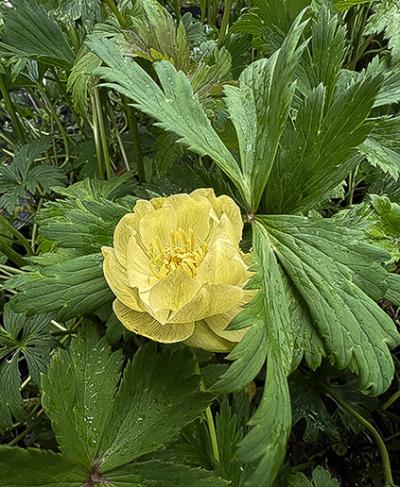 Trollius cultorum &lsquo;New Moon&rsquo;