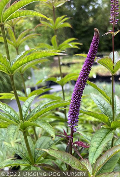 Veronicastrum sibiricum &lsquo;Red Arrows&rsquo;