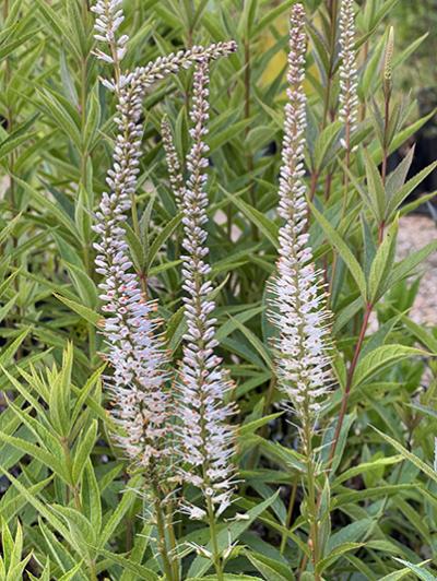 Veronicastrum virginicum &lsquo;Album&rsquo;