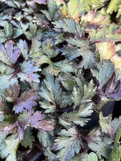 <i>Artemisia lactiflora</i> &lsquo;Guizhou&rsquo;