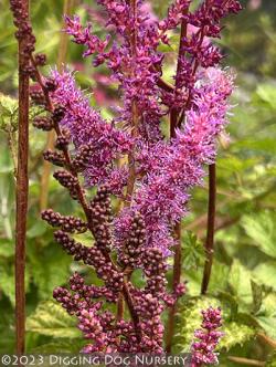 <i>Astilbe chinensis</i> var. <i>Taquetii</i> &lsquo;Superba&rsquo;