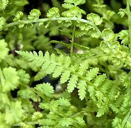 <i>Athyrium filix-femina</i> &lsquo;Victoriae&rsquo;