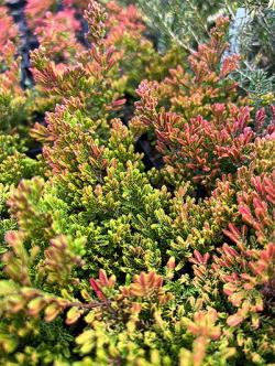 <i>Calluna vulgaris</i> &lsquo;Winter Chocolate&rsquo;