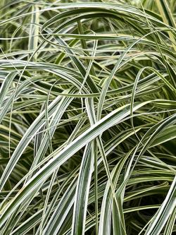 <i>Carex</i> &lsquo;Feather Falls�&rsquo;