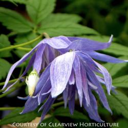 <i>Clematis macropetala</i> &lsquo;Blue Lagoon&rsquo;