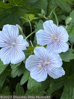 <i>Geranium himalayense</i> &lsquo;Derrick Cook&rsquo;