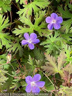 <i>Geranium pratense</i> &lsquo;Kaya&rsquo;