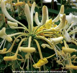 <i>Lonicera</i> x &lsquo;Novosa (Honey Baby)�&rsquo;