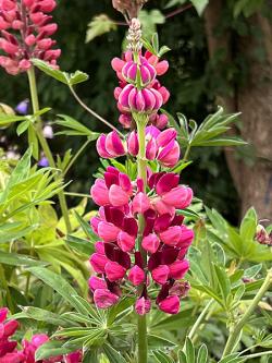 <i>Lupinus</i> &lsquo;My Castle&rsquo;