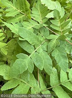 <i>Osmunda regalis</i> &lsquo;Purpurascens&rsquo;