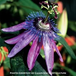 <i>Passiflora</i> x &lsquo;Lavender Lady&rsquo;