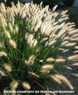 <em>Pennisetum alopecuroides</em>  &lsquo;Cassian&rsquo;