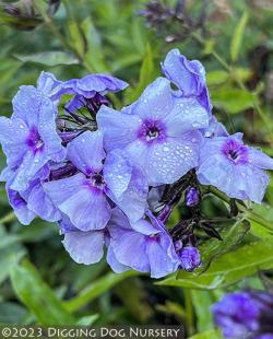 <i>Phlox paniculata</i> &lsquo;Countess of Schwerin&rsquo;