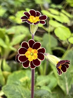 <i>Primula</i> x <i>polyanthus (Elatior-Hybrid)</i> &lsquo;Gold Lace&rsquo;