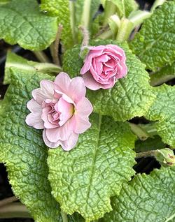 <i>Primula</i> &lsquo;Sue Jervis&rsquo;
