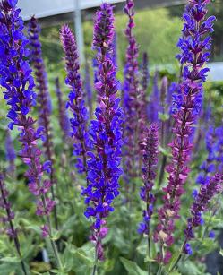 <i>Salvia</i> x <i>sylvestris</i> &lsquo;Tanzerin&rsquo;
