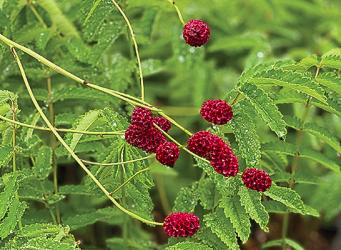 <i>Sanguisorba officinalis</i> &lsquo;Arnhem&rsquo;