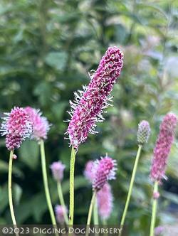 <i>Sanguisorba</i> &lsquo;Pink Tanna&rsquo;