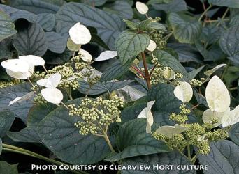 <i>Schizophragma hydrangeoides</i> &lsquo;Moonlight&rsquo;