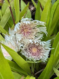 <i>Stokesia laevis</i> &lsquo;Mary Gregory&rsquo;