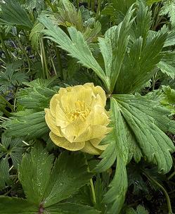 <i>Trollius</i> x <i>cultorum</i> &lsquo;New Moon&rsquo;